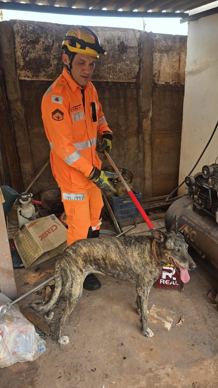 Bombeiros resgatam cachorro que ficou mais de 12 horas preso entre muros em Ituiutaba