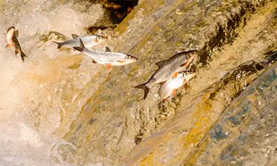 Justiça exige que Copasa comprove passagem de peixes no Rio Verde