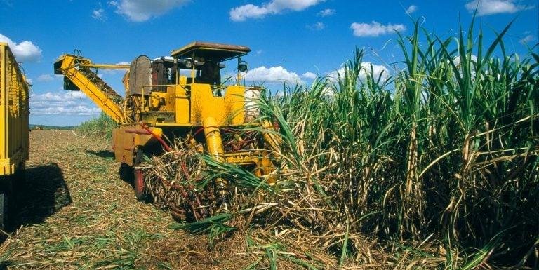 Cana deve se recuperar em Minas, mas custo do fertilizante preocupa o setor