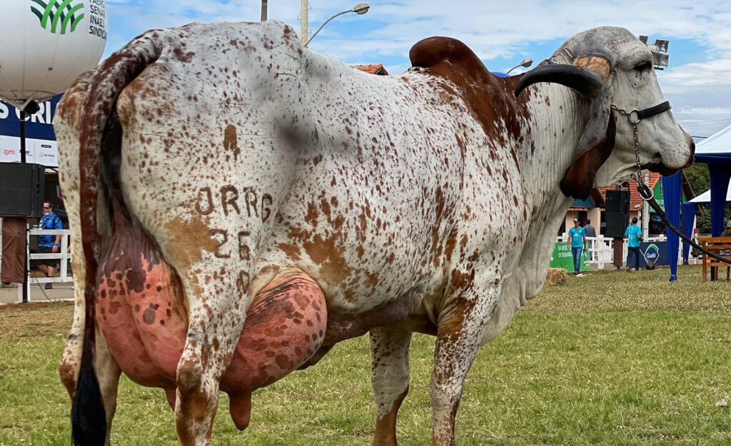 Expopec terá torneio leiteiro e julgamento do Gir em Ituiutaba