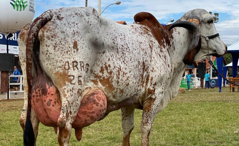 Expopec terá torneio leiteiro e julgamento do Gir em Ituiutaba