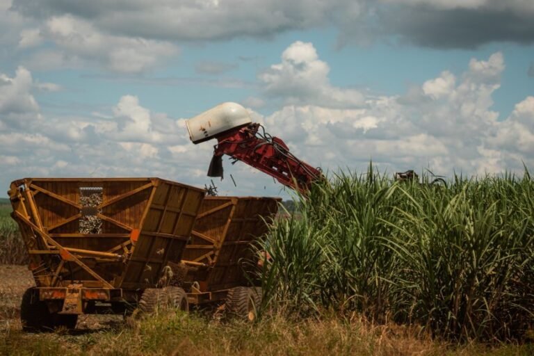 Safra maior de cana amplia oferta de etanol em Minas