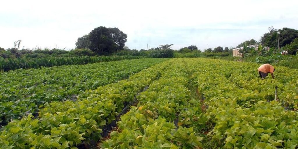 Crédito extraordinário reforça segurança alimentar e ações para povos indígenas