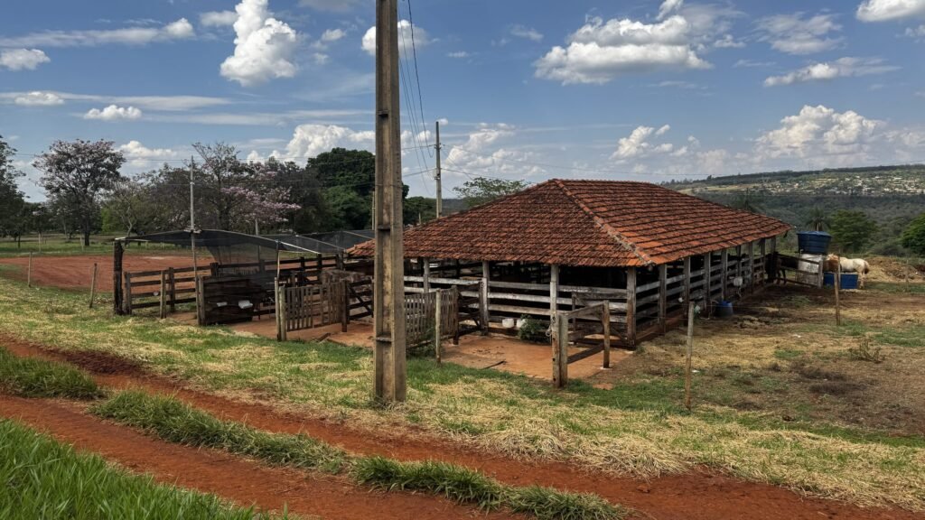 Uberlândia destina mais de 80 animais apreendidos na área urbana
