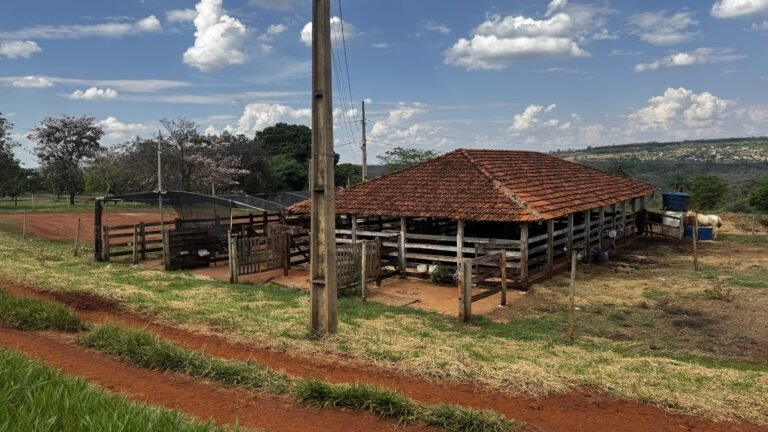 Uberlândia destina mais de 80 animais apreendidos na área urbana